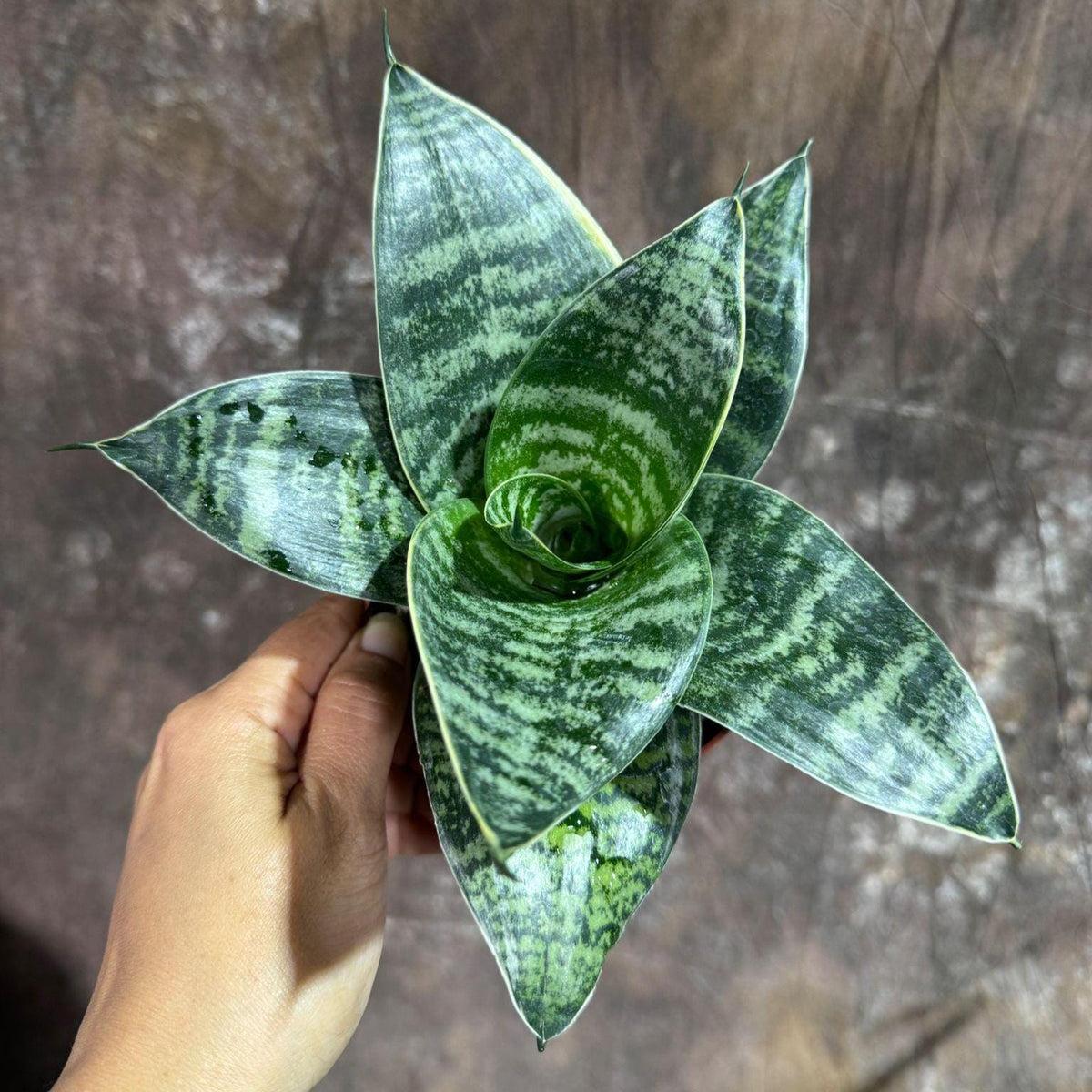 Sansevieria Trifasciata ‘Hahnii’ (Bird’s Nest Snake Plant)