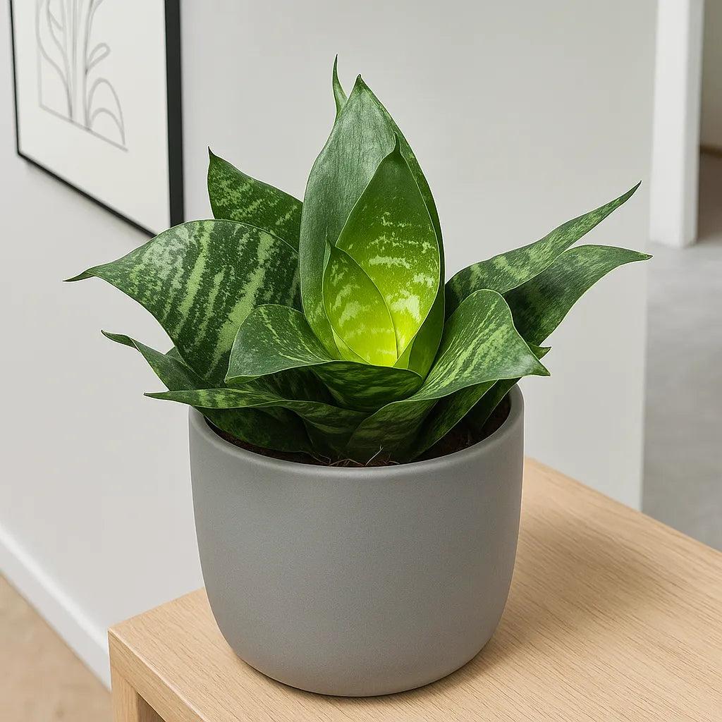 Sansevieria Trifasciata ‘Hahnii’ (Bird’s Nest Snake Plant)