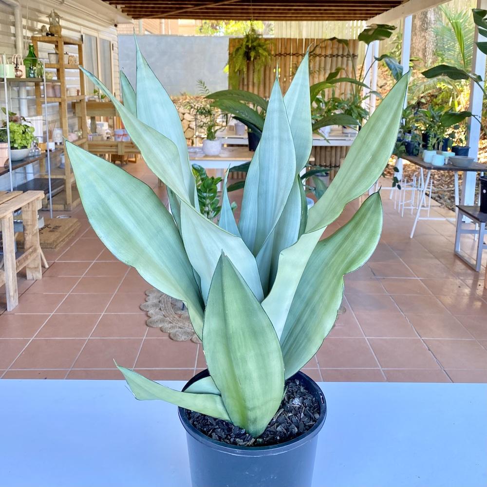 Sansevieria Trifasciata ‘Moonshine’ (Moonshine Snake Plant)