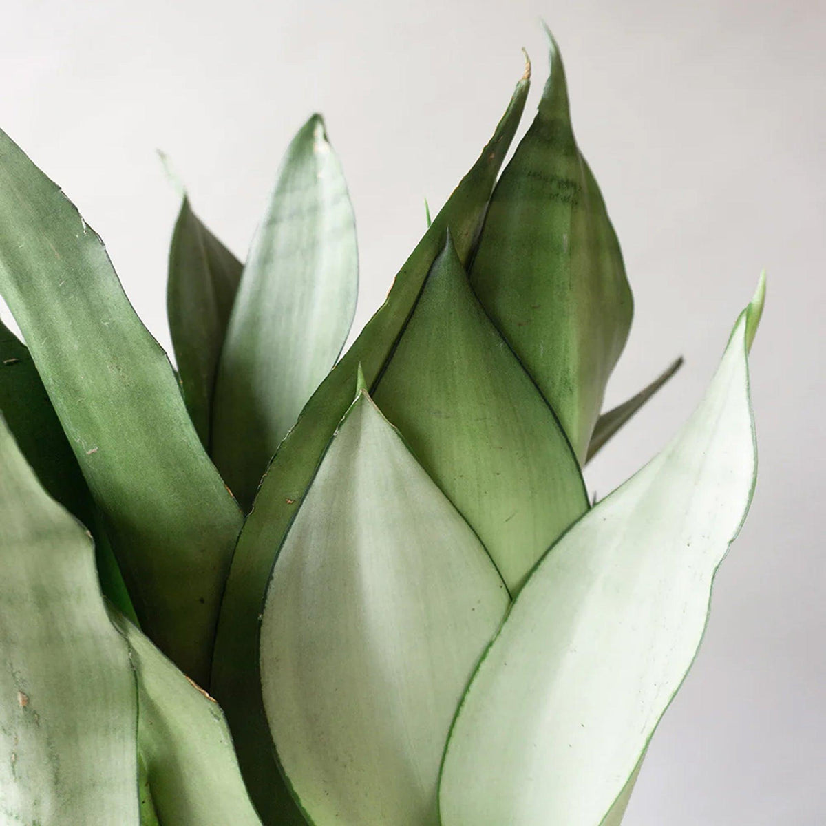Sansevieria Trifasciata ‘Moonshine’ (Moonshine Snake Plant)