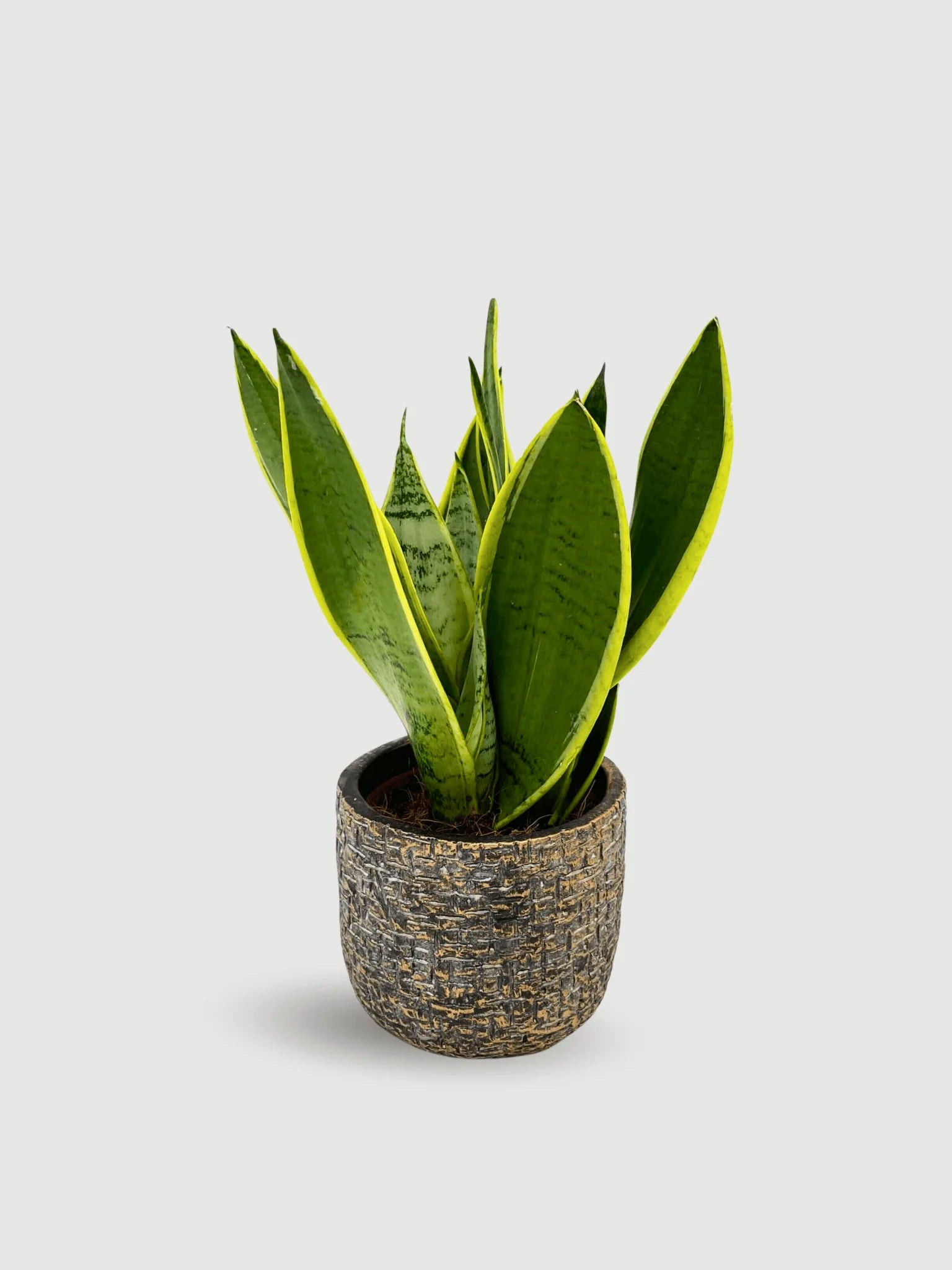 Sansevieria Trifasciata ‘Snow’ (Snow Snake Plant)