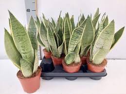 Sansevieria Trifasciata ‘Snow’ (Snow Snake Plant)