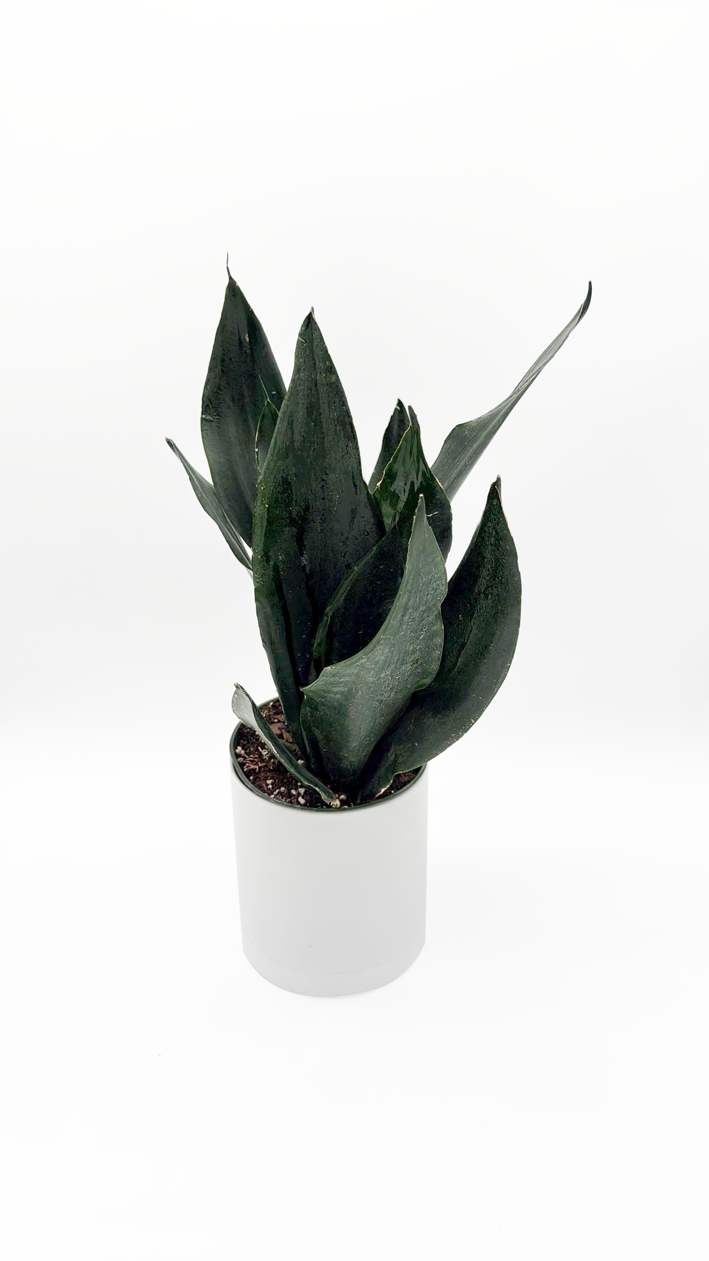 Sansevieria Trifasciata ‘Black Diamond’
