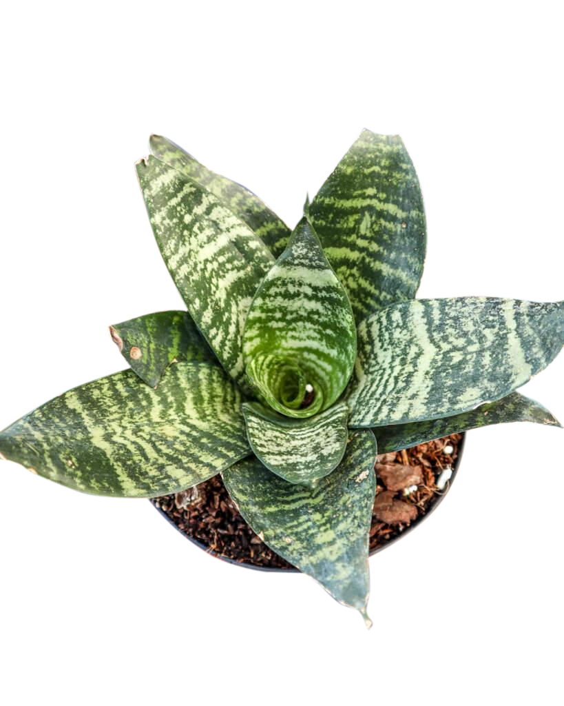 Sansevieria Trifasciata ‘Hahnii’ (Bird’s Nest Snake Plant)