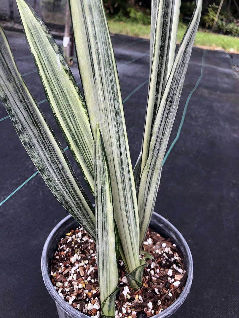 Sansevieria Trifasciata ‘Bantel’s Sensation’ (Bantel’s Snake Plant)