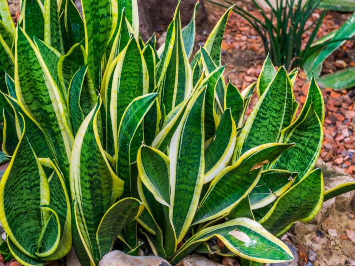 Sansevieria spp. (Assorted Snake Plant / Mother-in-Law’s Tongue)