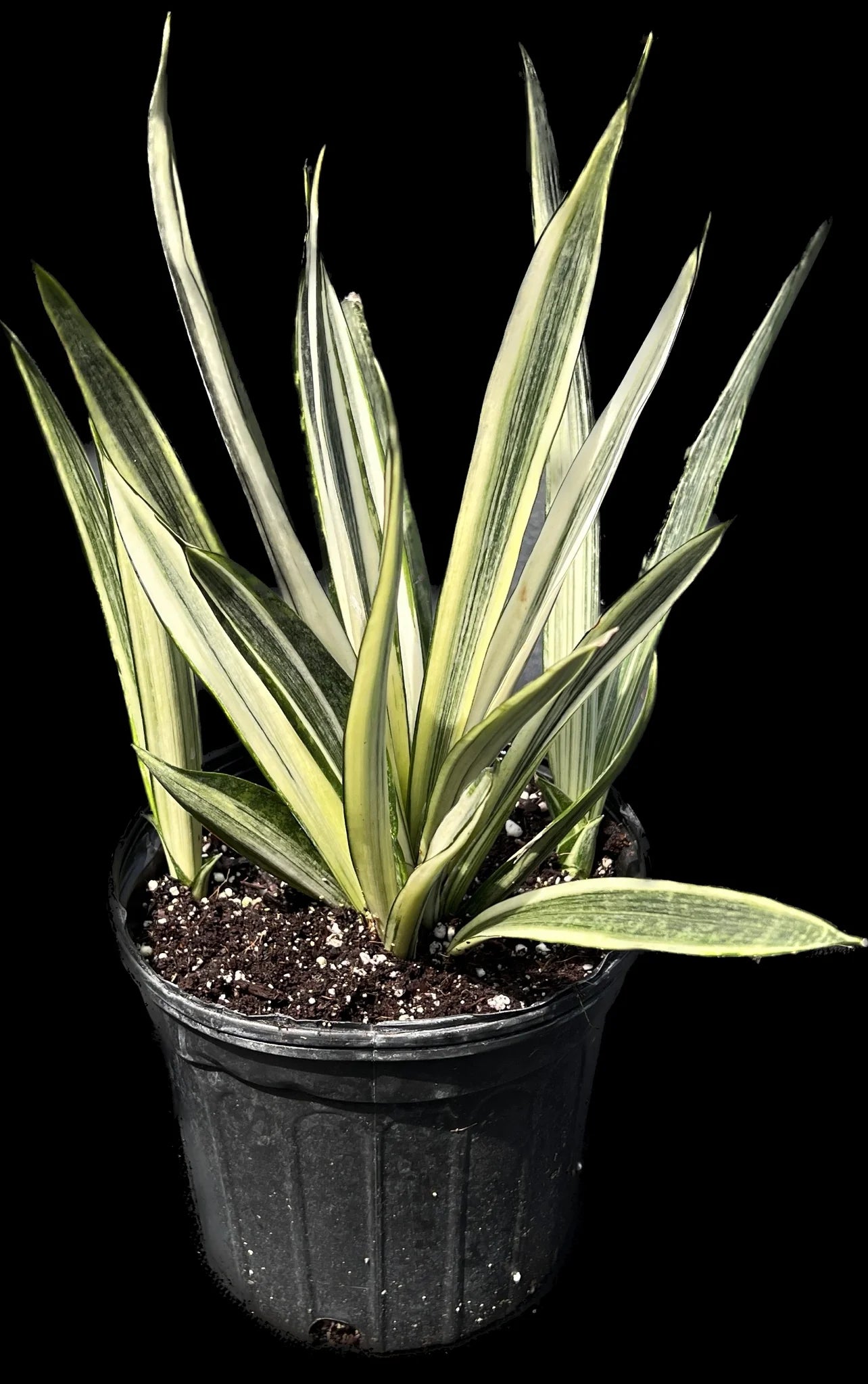 Sansevieria Trifasciata ‘Bantel’s Sensation’ (Bantel’s Snake Plant)