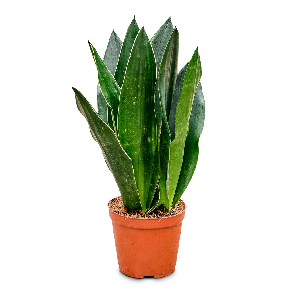 Dracaena Trifasciata ‘Black Diamond’ (Black Diamond Snake Plant)