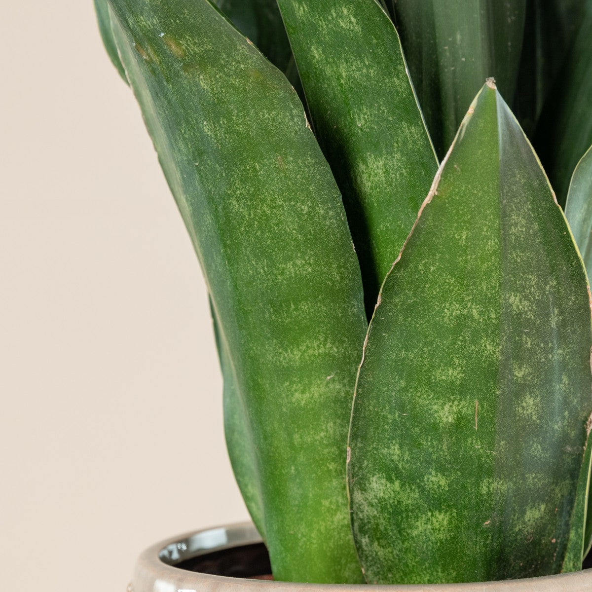 Dracaena Trifasciata ‘Black Diamond’ (Black Diamond Snake Plant)