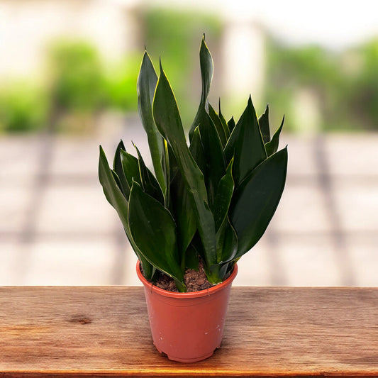 Dracaena Trifasciata ‘Black Diamond’ (Black Diamond Snake Plant)