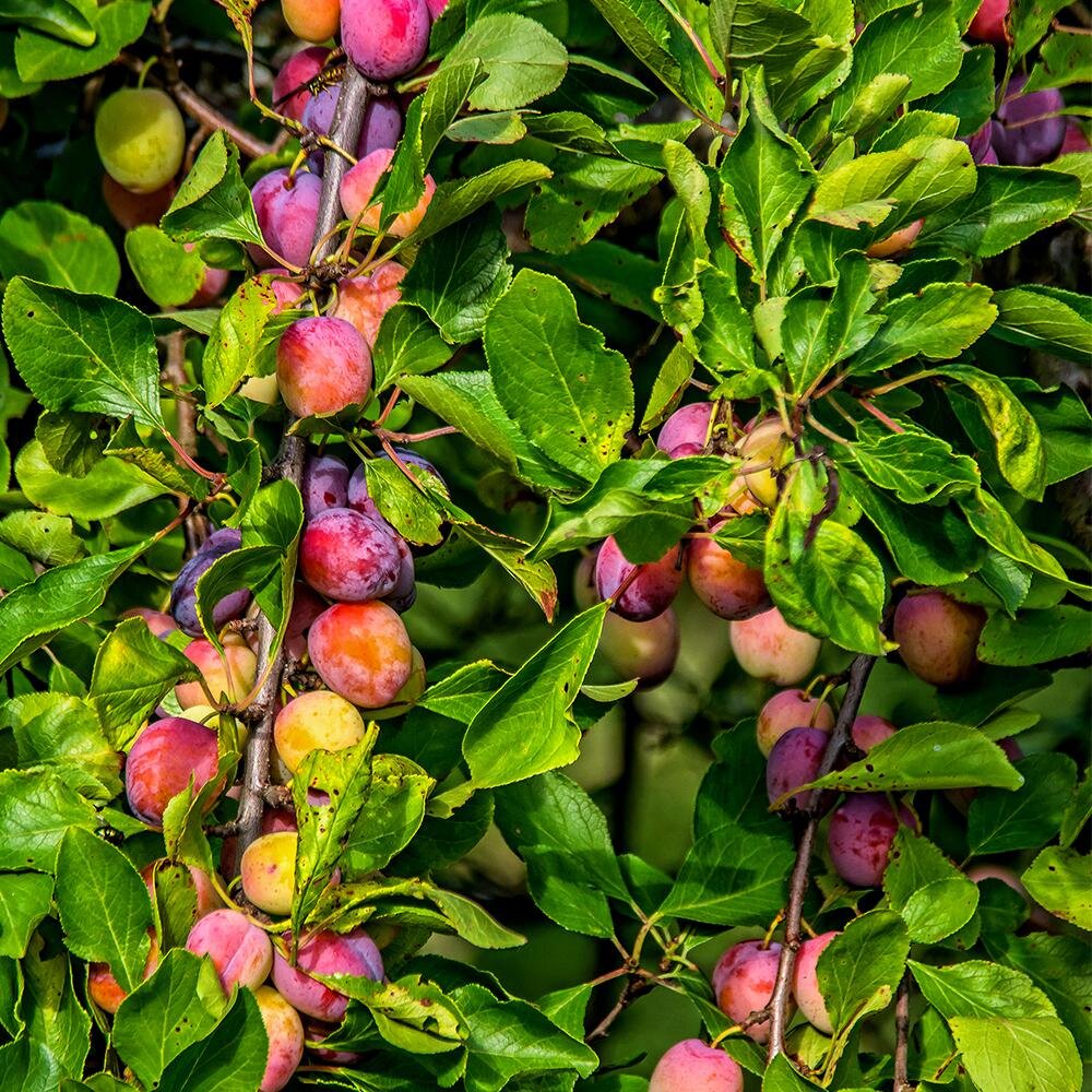 Prunus Salicina 'Santa Rosa' (Plum Santa Rosa)
