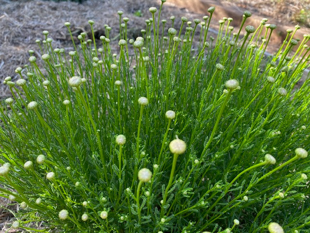 Santolina Virens (Olive Herb)