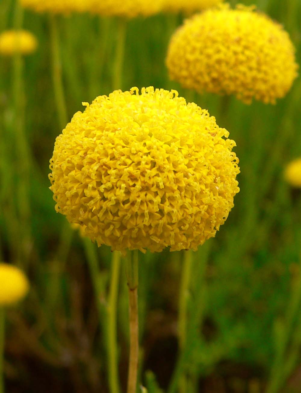 Santolina Virens (Green Santolina)