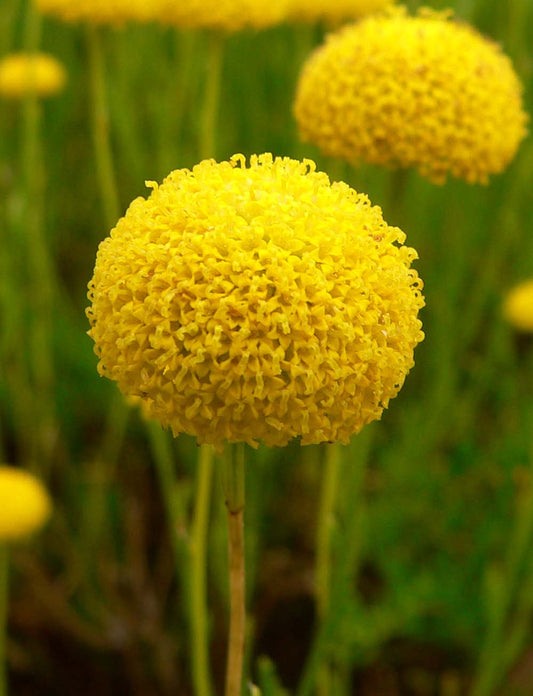 Santolina Virens (Green Santolina)