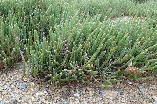 Sarcocornia quinqueflora (Samphire)