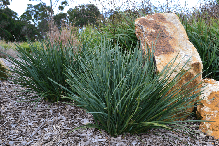 Lomandra filiformis ‘Savanna Blue™’ – Blue Lomandra