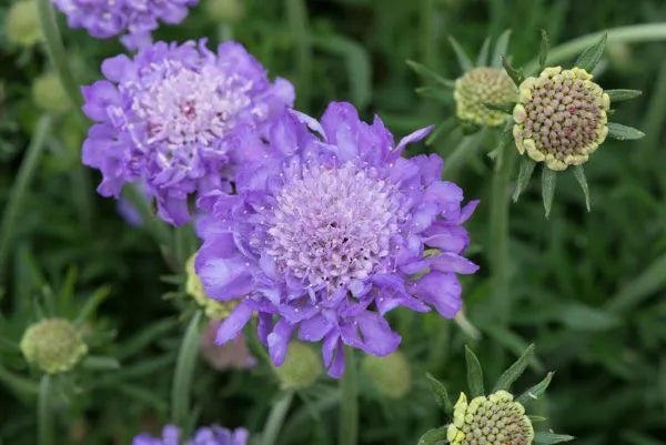 Scabiosa ‘Mariposa Blue’ (Pincushion Flower)