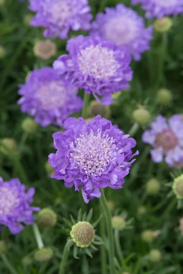 Scabiosa ‘Mariposa Blue’ (Pincushion Flower)