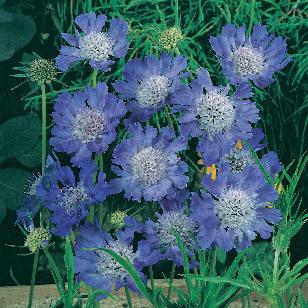 Scabiosa 'Bliss Bomb Blue' (Blue Pincushion Flower)