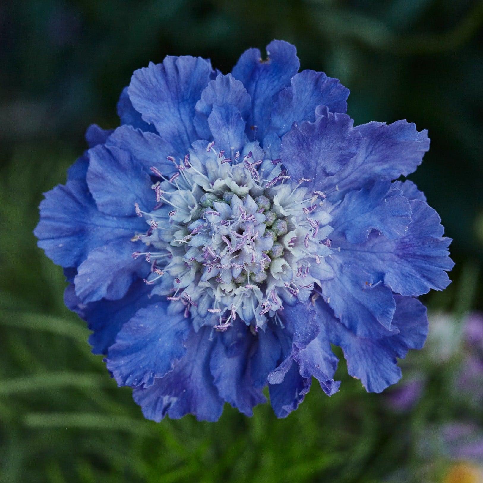 Scabiosa 'Bliss Bomb Blue' (Blue Pincushion Flower)