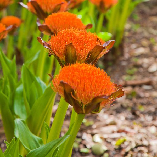 Scadoxus puniceus (Paintbrush Lily)