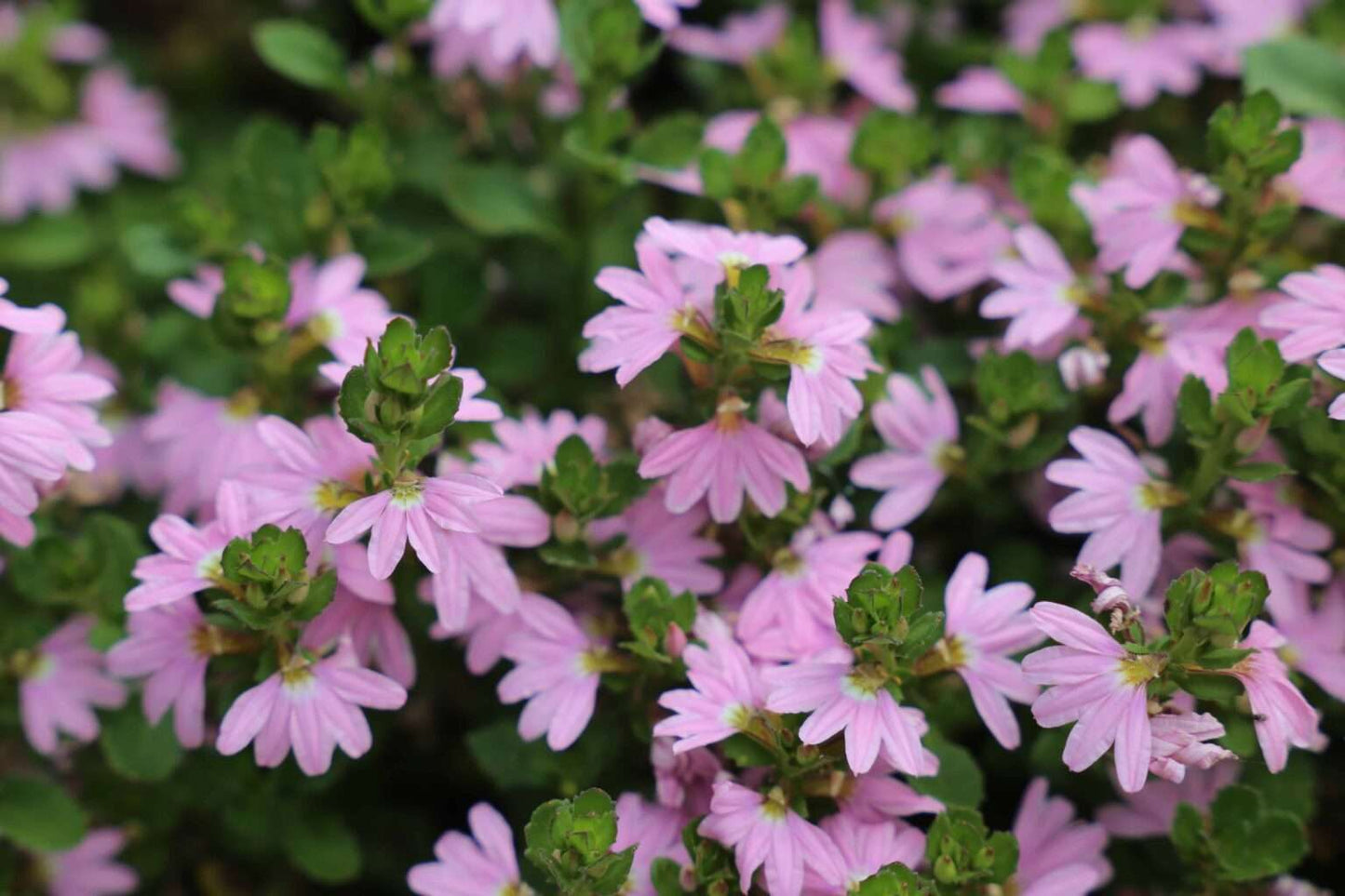 Scaevola humilis ‘Pink Fusion™’ – Flowering Groundcover