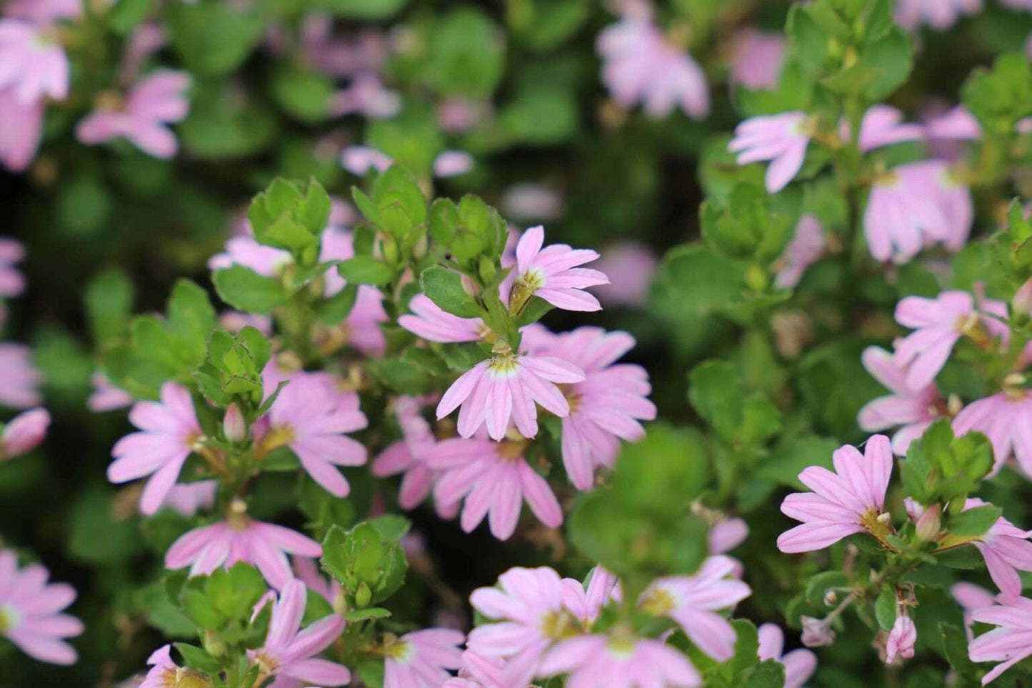 Scaevola humilis ‘Pink Fusion™’ – Flowering Groundcover