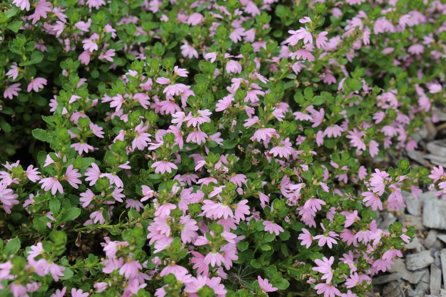 Scaevola humilis ‘Pink Fusion™’ – Flowering Groundcover
