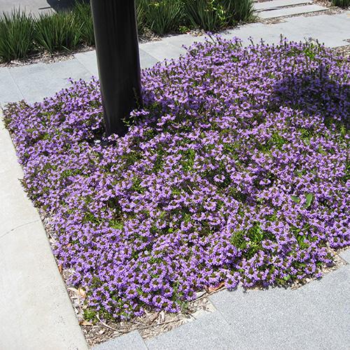 Scaevola Aemula Aussie Crawl