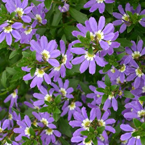 Scaevola Aemula Aussie Crawl