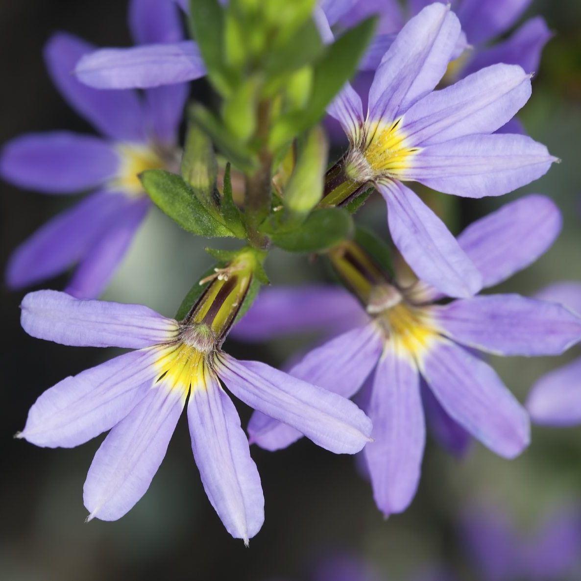 Scaevola Aemula Aussie Crawl