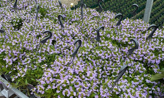 Scaevola Aemula ‘Purple Fanfare’ (Purple Fan Flower)
