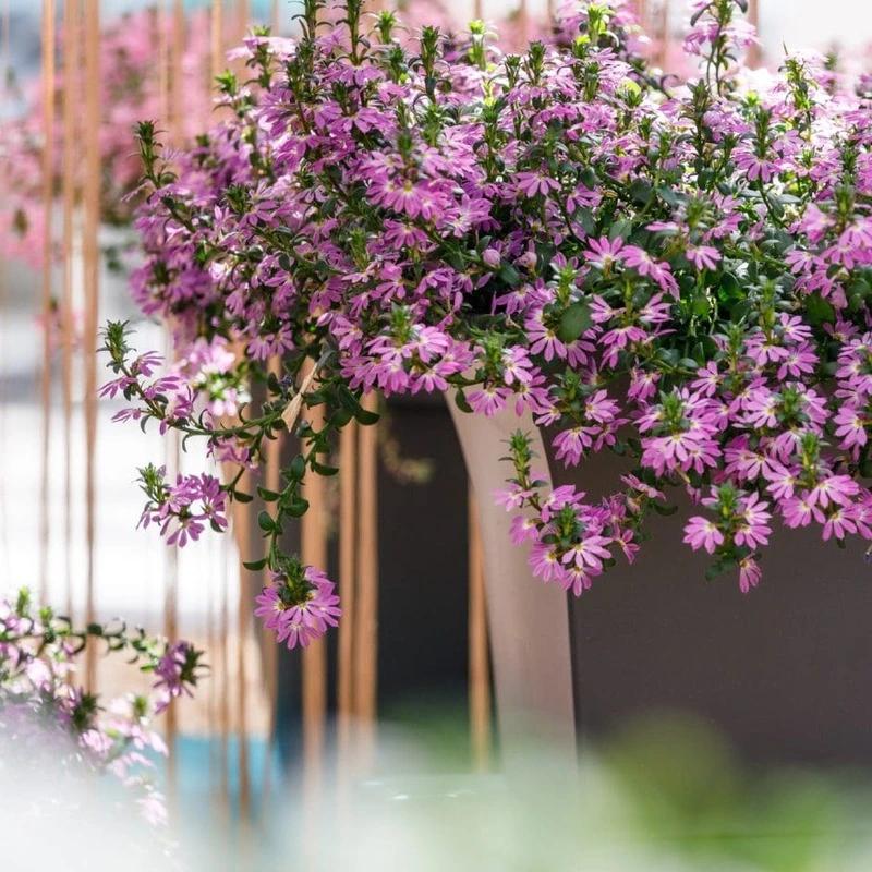Scaevola Aemula ‘Surdiva Fashion Pink’ (Fan Flower)