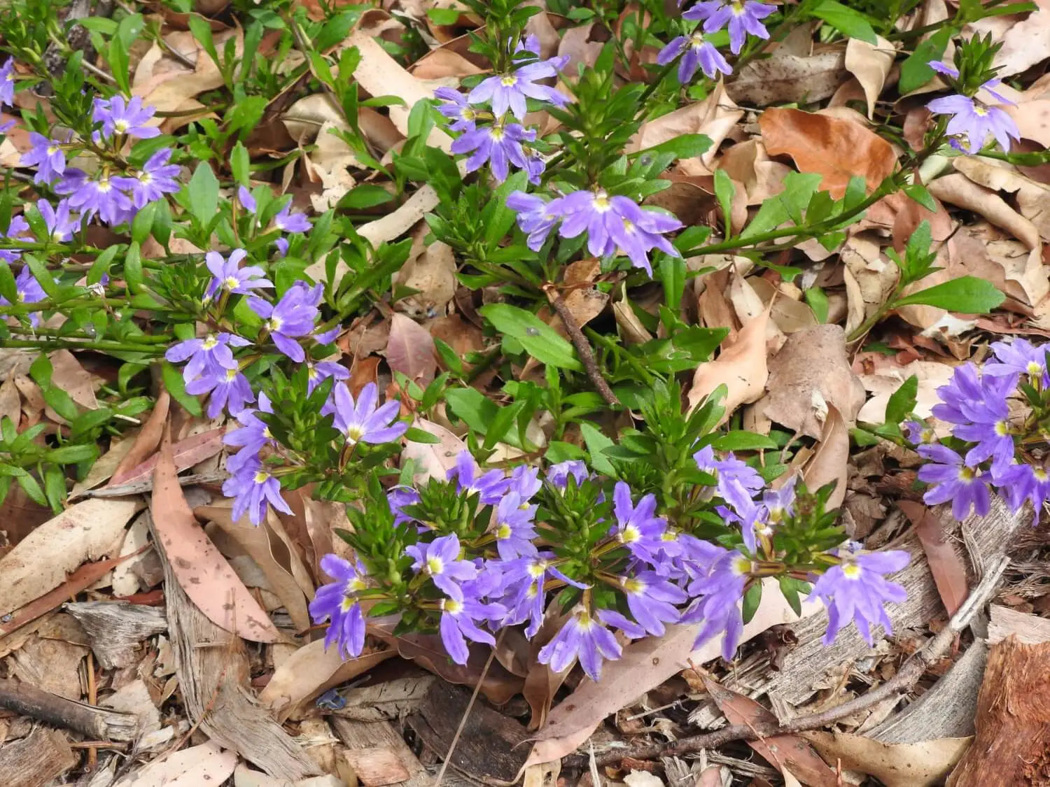 Scaevola Albida (Blue Fan Flower)