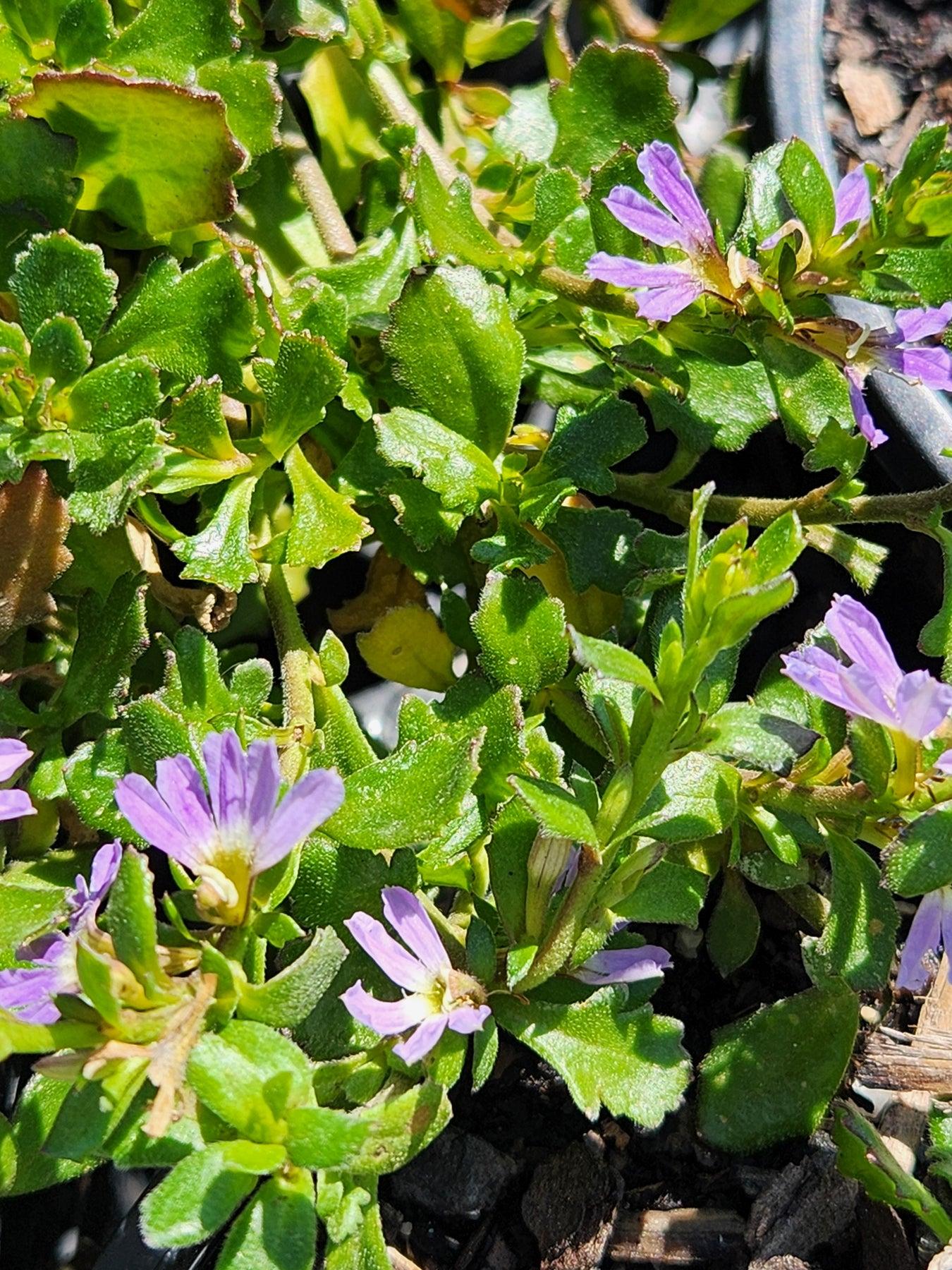 Scaevola Albida (Blue Fan Flower)