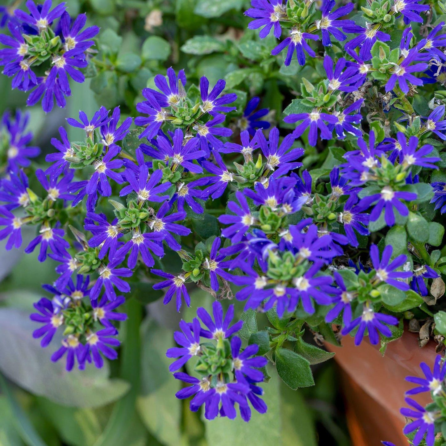 Scaevola Aemula ‘Surdiva Blue Violet’ (Fan Flower)