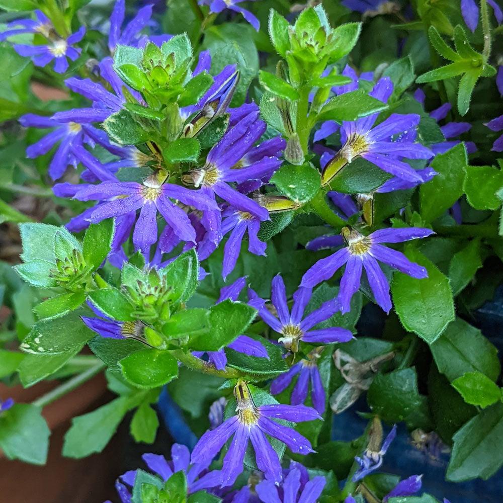 Scaevola Aemula ‘Surdiva Blue Violet’ (Fan Flower)