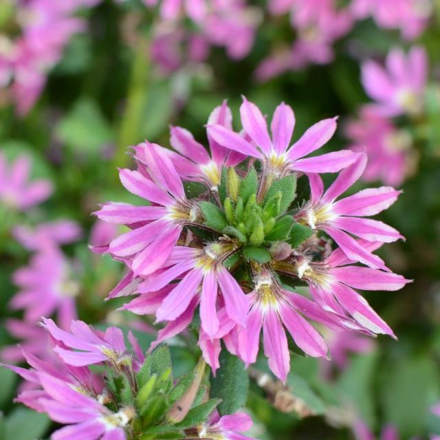 Scaevola Aemula ‘Surdiva Fashion Pink’ (Fan Flower)