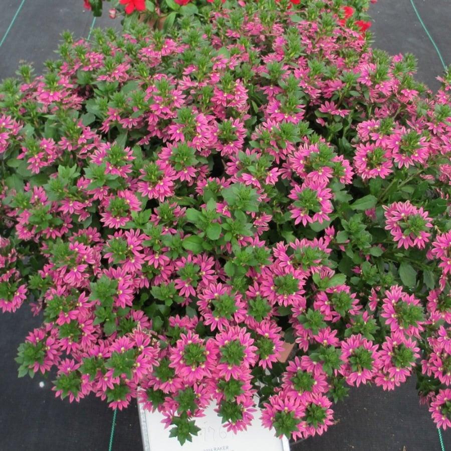 Scaevola Aemula ‘Surdiva Fashion Pink’ (Fan Flower)