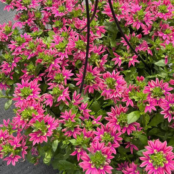 Scaevola Aemula ‘Surdiva Fashion Pink’ (Fan Flower)