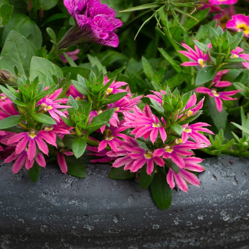 Scaevola Aemula ‘Surdiva Fashion Pink’ (Fan Flower)