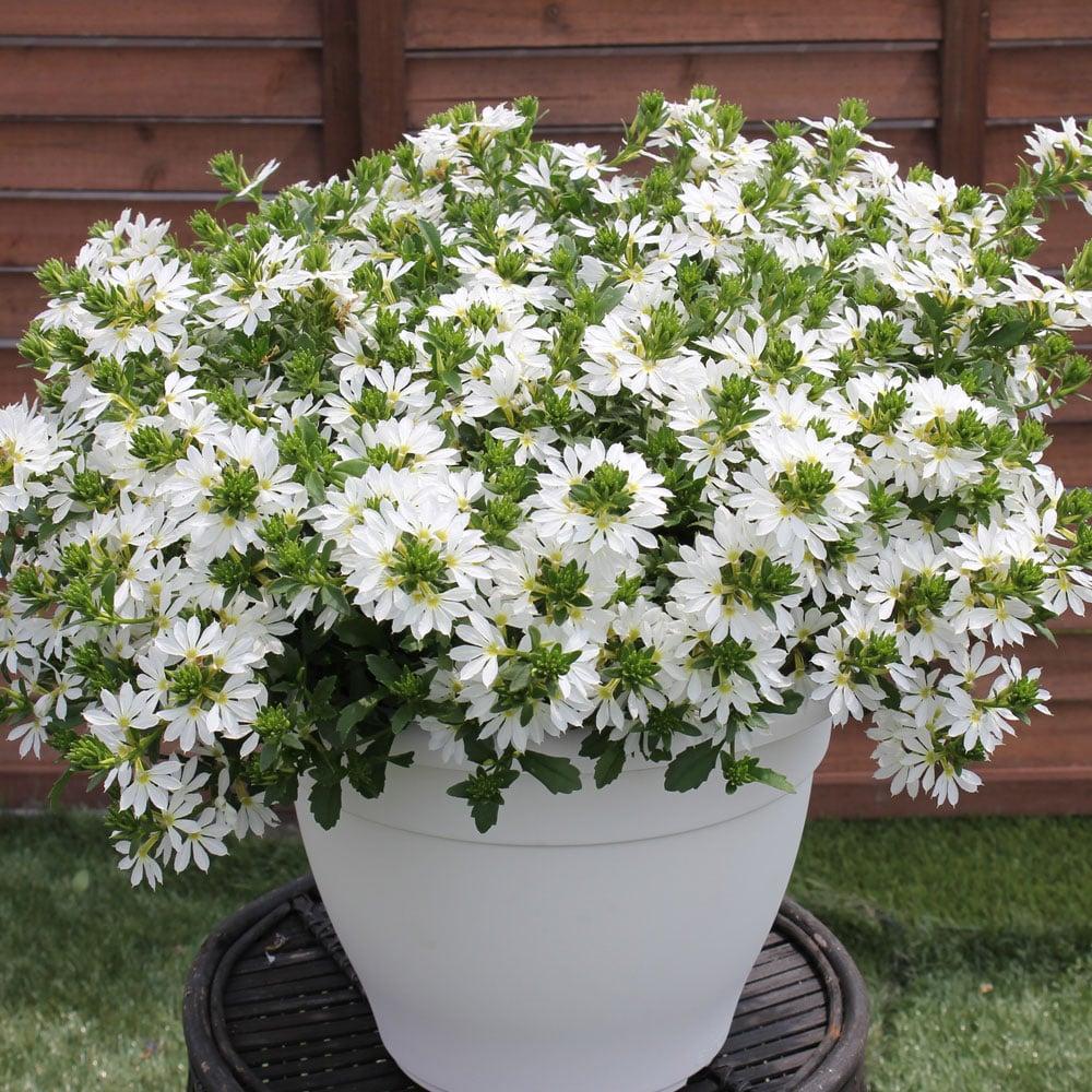Scaevola Aemula ‘Surdiva White’ (Fan Flower)