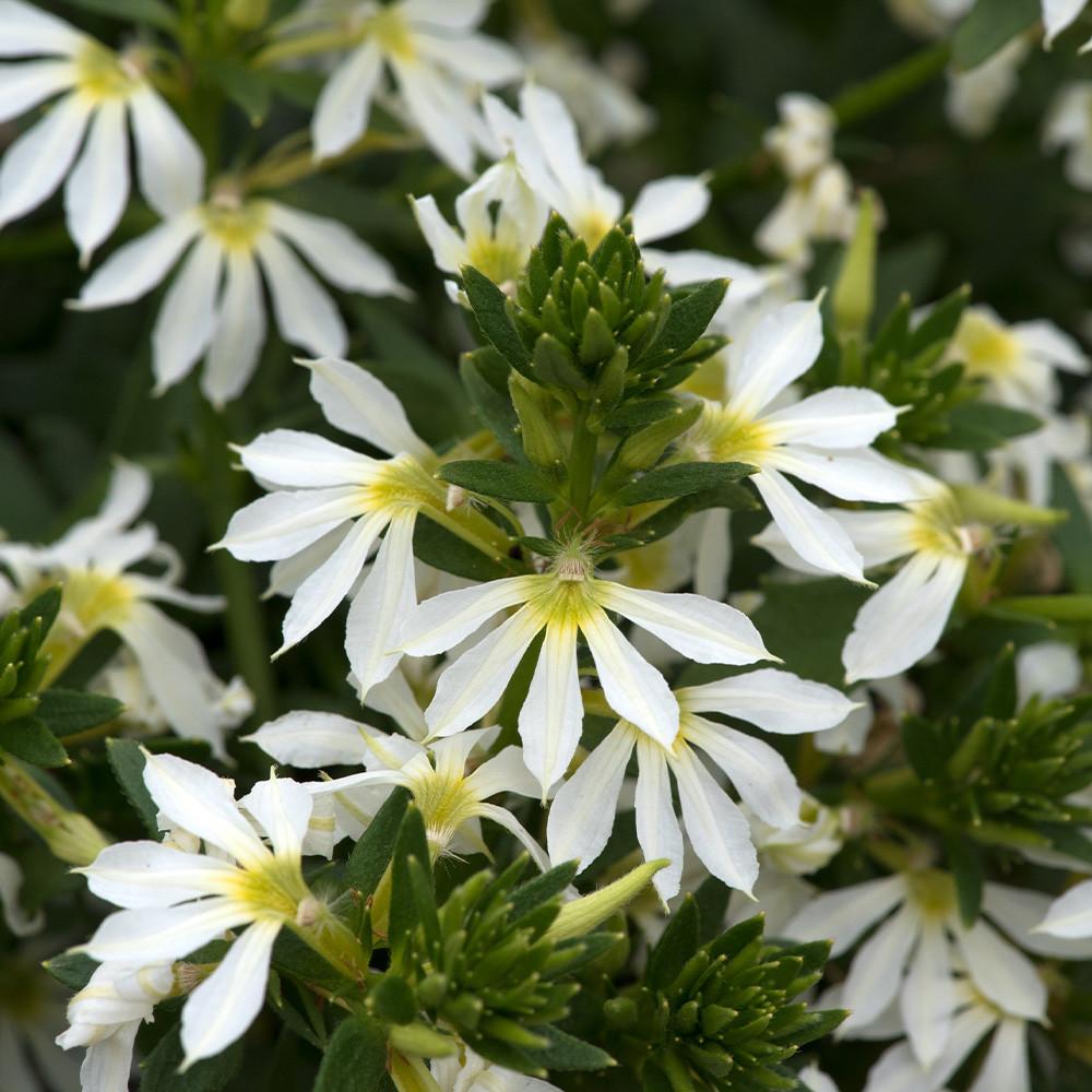 Scaevola Aemula ‘Surdiva White’ (Fan Flower)