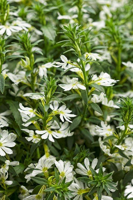 Scaevola Aemula ‘Surdiva White’ (Fan Flower)