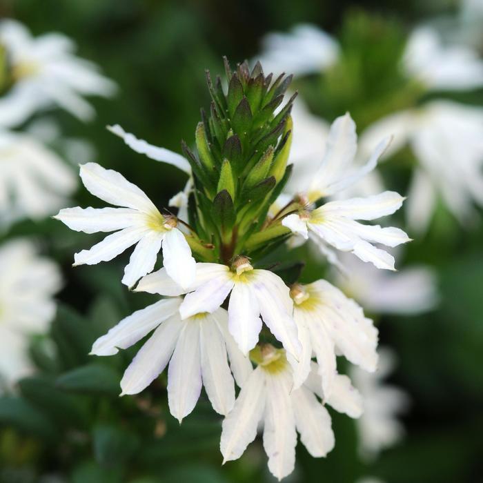 Scaevola Aemula ‘Surdiva White’ (Fan Flower)
