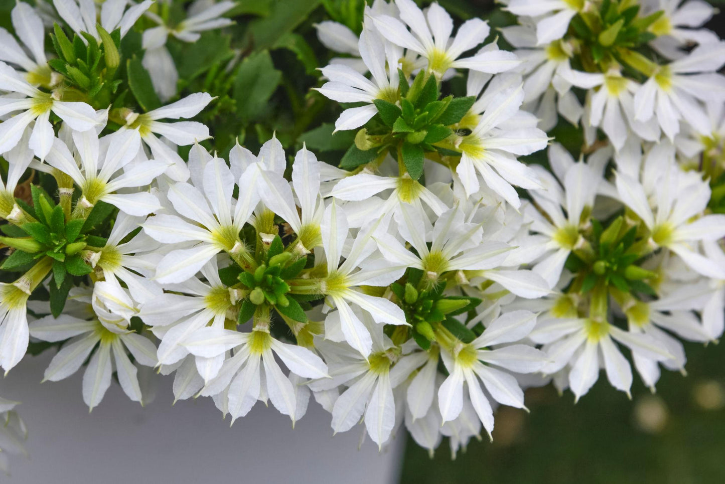 Scaevola Aemula ‘Surdiva White’ (Fan Flower)