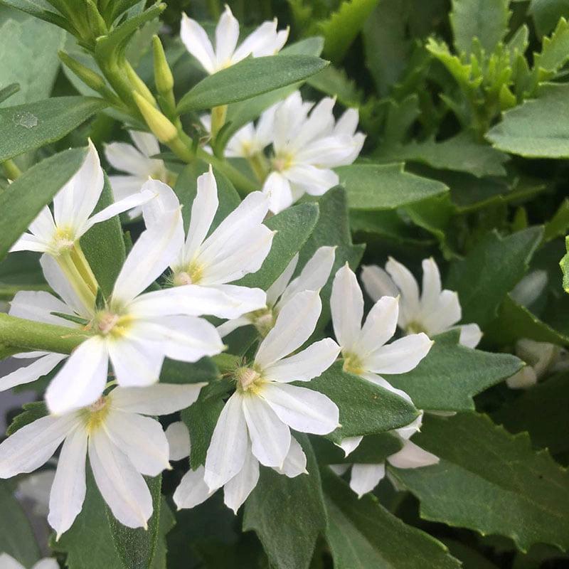Scaevola Aemula ‘Surdiva White’ (Fan Flower)