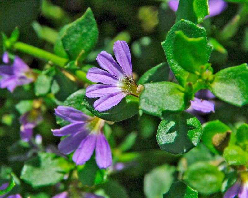 Scaevola albida ‘White Carpet’ (Fan Flower)