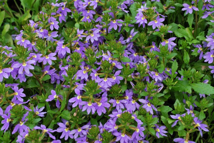 Scaevola ‘Purple Fanfare’