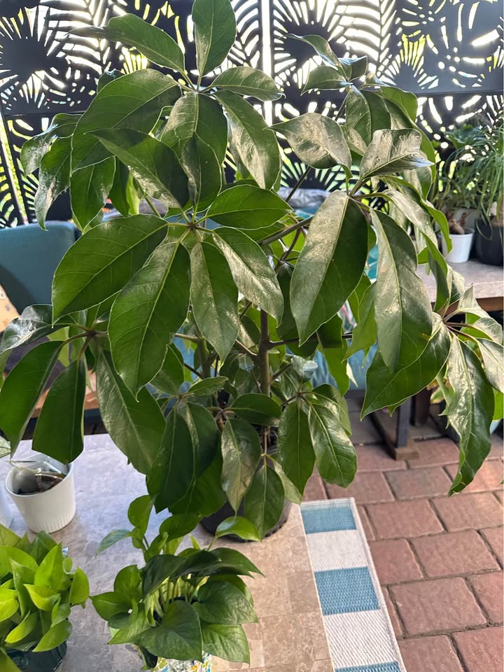 Schefflera Actinophylla 'Amate' (Amate Umbrella Tree)